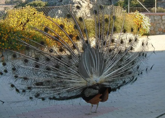 아파트호텔 Lindos Nest Pefki (Rhodes)